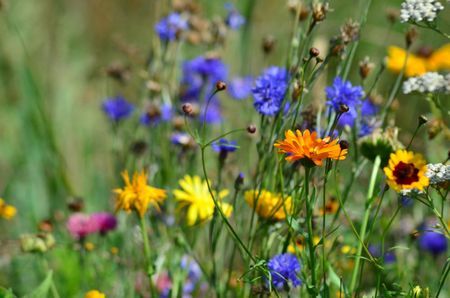 MiDea Medienproduktion